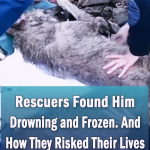 Inspiring Story of A Rescued frozen wolf