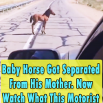 Lost Baby Horse in speeding cars