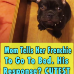 Mom Tells Her Frenchie To Go To Bed