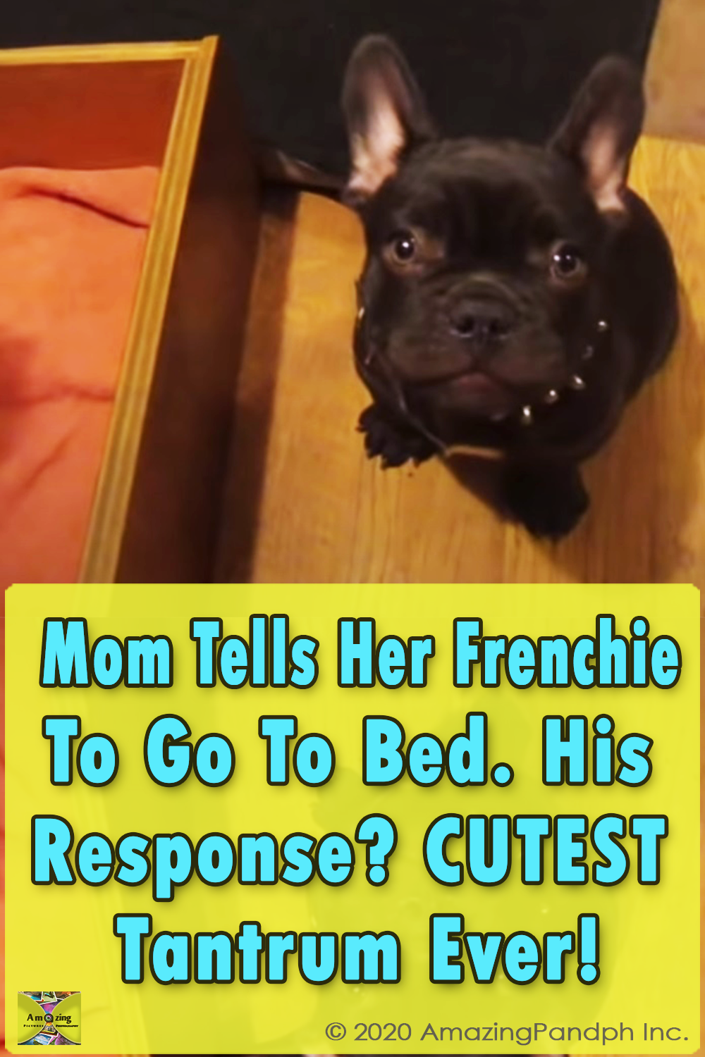Mom, French Bulldog, Bed, French, Bulldog, dog, pet, cuteness, cute, adorable, funny,