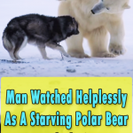Polar bear forms unlikely friendship