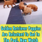 Pool Party for Golden Retrievers