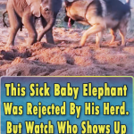 Reunion between Baby Elephant and a dog