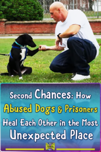 Watch What Happens When Stray Dogs Meet Prison Inmates—The Result Is Heartwarming