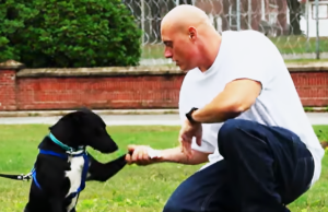 Watch What Happens When Stray Dogs Meet Prison Inmates—The Result Is Heartwarming