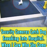 Security Cameras Catch Dog Sneaking Into Hospital