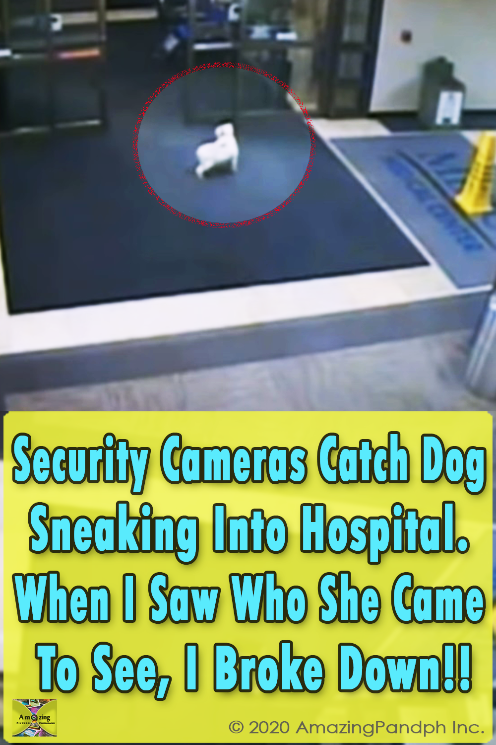 Security Cameras ,Catch, Dog, Sneak, Hospital, Camera, Security, unbelievable, Loyality,