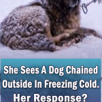 She Sees A Dog Chained Outside In Freezing Cold