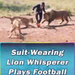 Suit-Wearing Plays Football With Wild Lions