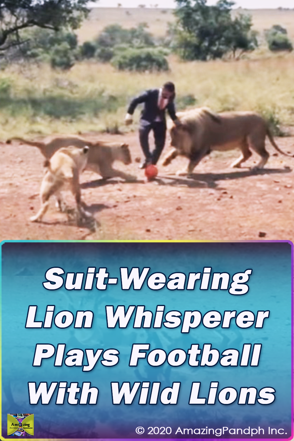 Suit-Wearing, Football, Wild Lion, Wild, Lion, Suit, amazing, trending, Forest, fashion, ad,