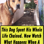 Dog Spent His Whole Life Chained