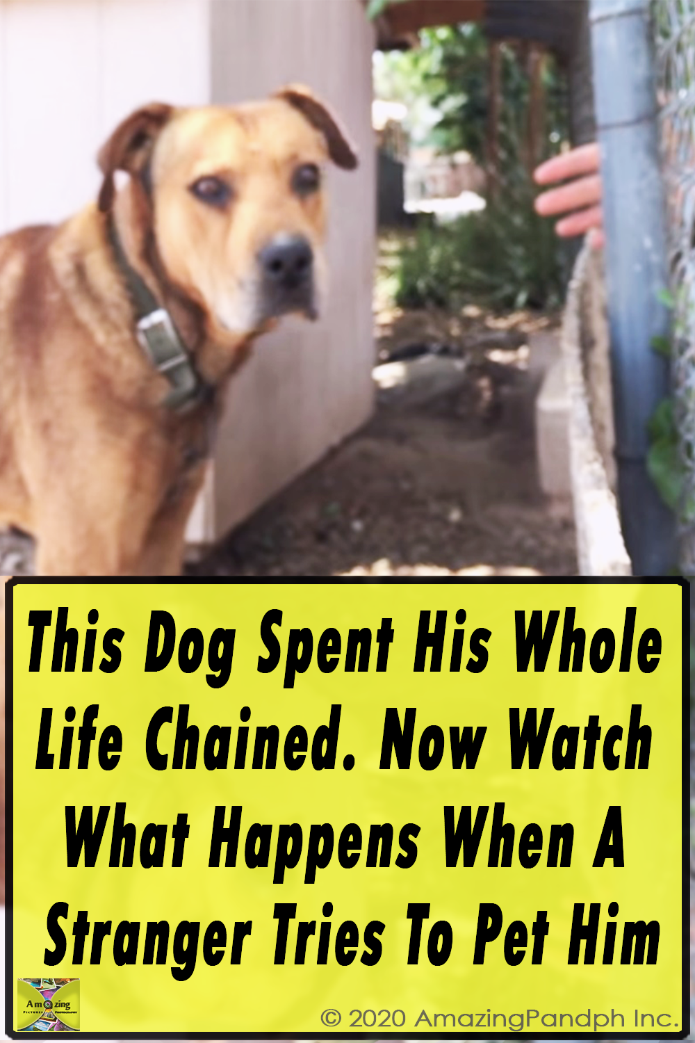 This Dog, Spent, His Whole Life, Chained,chained dog,chains,dog,pets,video,Life