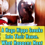 This Hippo is the Weirdest pet ever