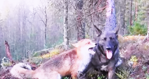 Pin about a real-life friendship between a domestic dog and a wild fox, showing the two animals together in nature and highlighting their unusual bond.