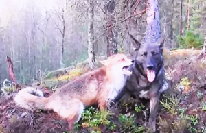 Pin about a real-life friendship between a domestic dog and a wild fox, showing the two animals together in nature and highlighting their unusual bond.