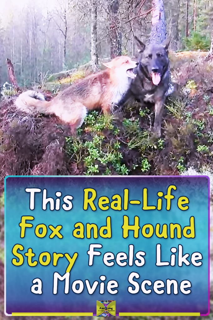 Pin about a real-life friendship between a domestic dog and a wild fox, showing the two animals together in nature and highlighting their unusual bond.