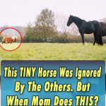 TINY Horse Was Ignored By The Others.