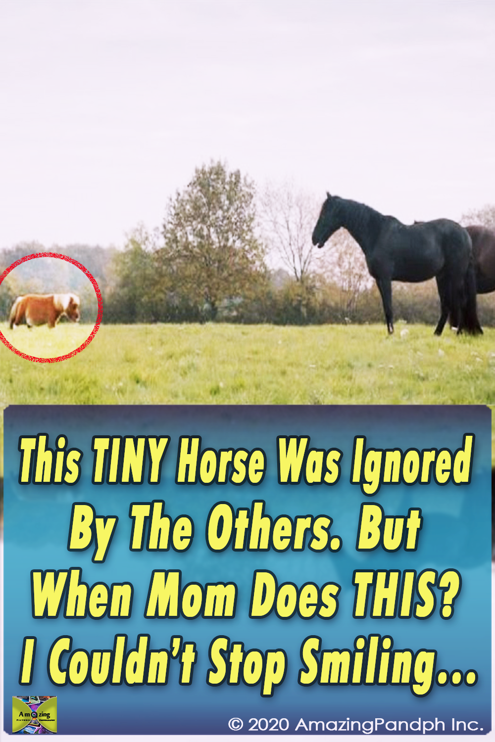 TINY Horse ,Was Ignored ,By The Others,others,horse,tiny,ignor,video,animals