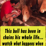 Abused Bull Has Been Chained