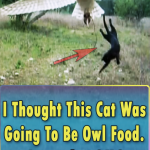 Unlikely friendship between a Cat and Owl
