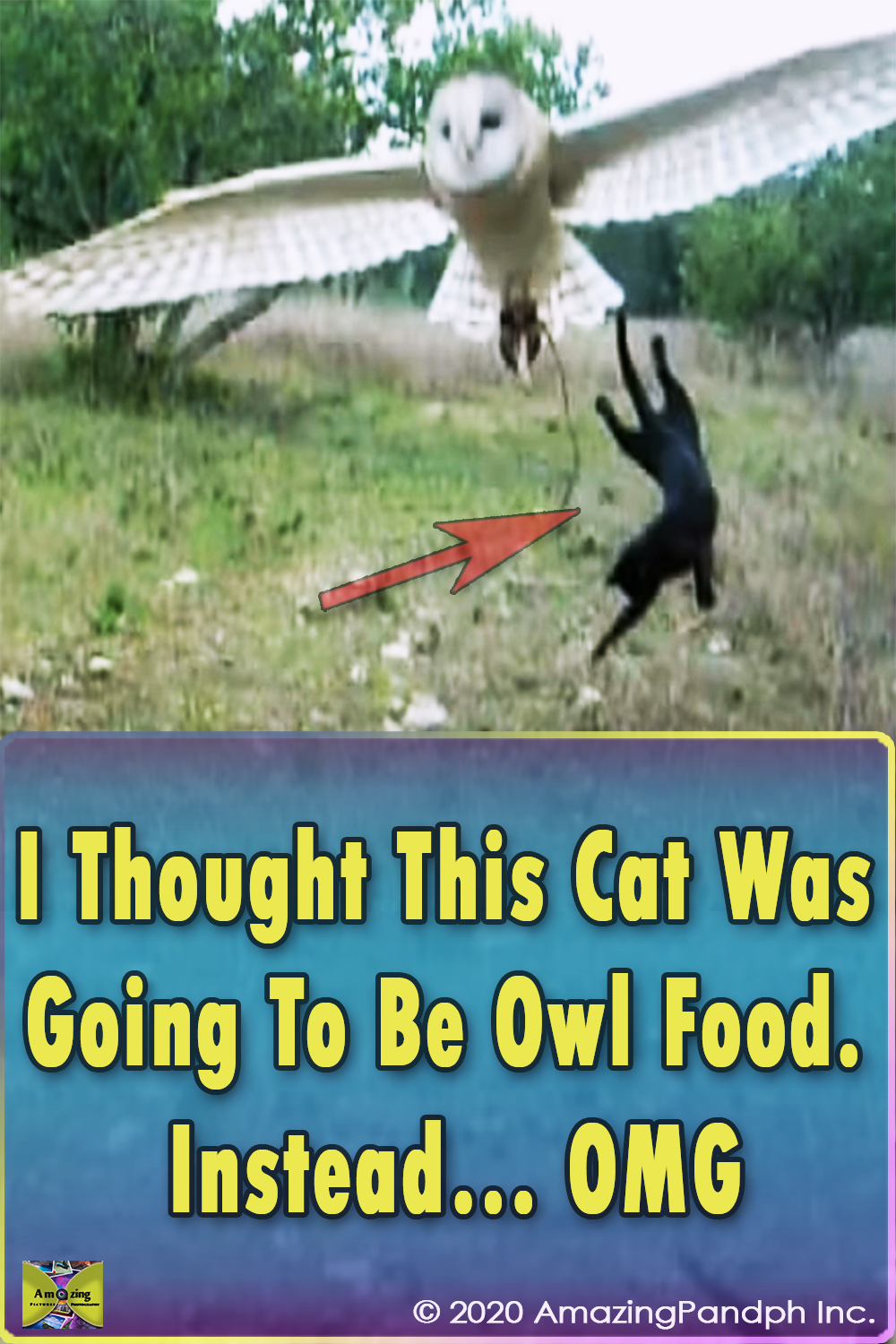 Cat, Owl, Food, unlikely friendship, friends, friendship, animals, weird,