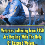 Veterans suffering from PTSD Are Healing With The Help Of Rescued Wolves