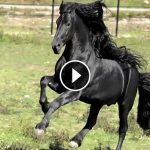 frederik-world-famous-friesian-stallion