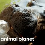 Video thumbnail for youtube video psm866wiyp4