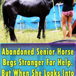 recuing a senior horse from a Certain Death