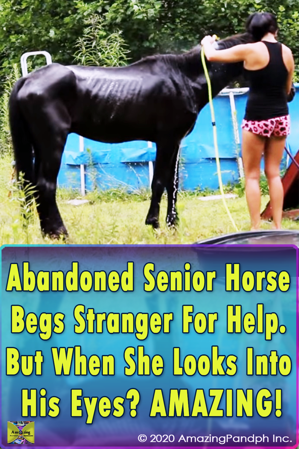 Abandoned Horse, rescue, Help, Horse, Abandoned, beggin, amazing story, animals,