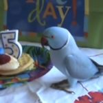 Parrot celebrate his 5 years old