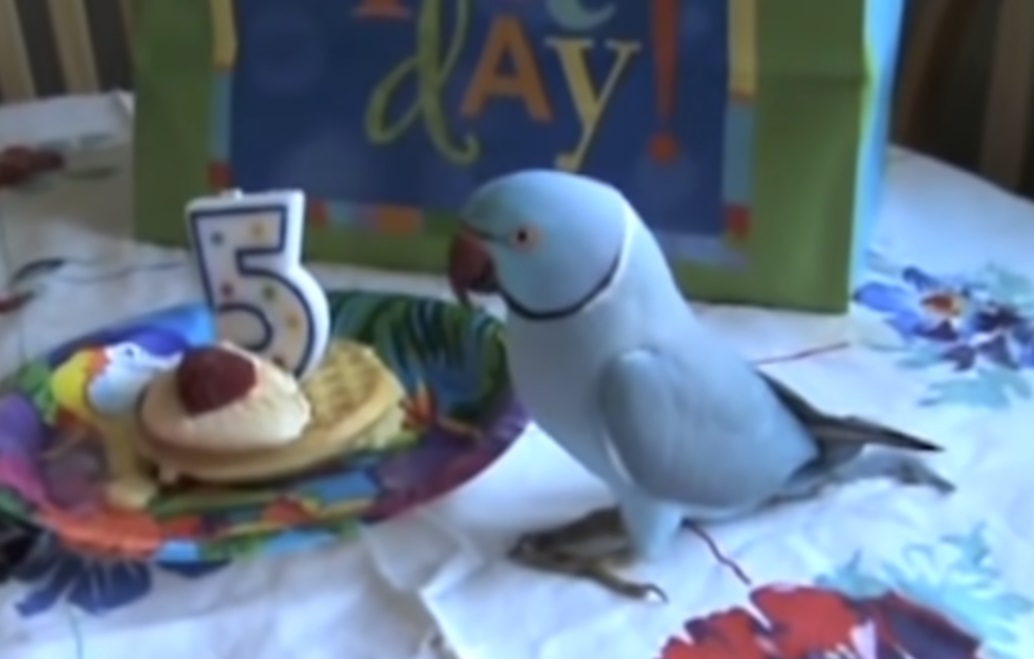 Parrot, birds, animals, funny, birthday, adorable,
