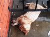 cat, story, rescue, animals, pet, adorable,