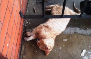 cat, story, rescue, animals, pet, adorable,