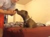 adoption, cats, dogs, kittens, pitbull, adorable,
