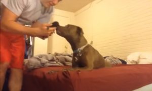 adoption, cats, dogs, kittens, pitbull, adorable,