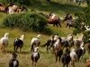 Horses, Free, rescue, story, animals, new life,