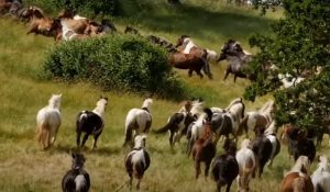 Horses, Free, rescue, story, animals, new life,