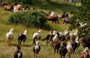 Horses, Free, rescue, story, animals, new life,