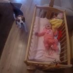 Dog Comforts crying baby in his crib