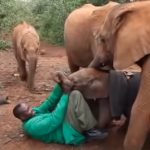Orphaned Baby Elephant get a new family