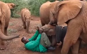 elephant, animals, rescue, story, sweet, babies,