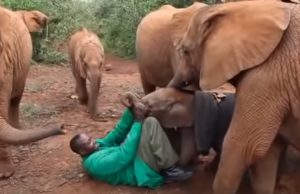 elephant, animals, rescue, story, sweet, babies,