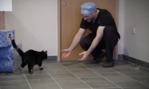 Miracle, Medical Technology, story, cats, animals, Pets,