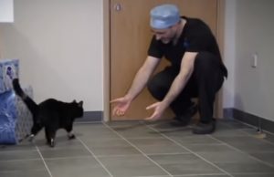 Miracle, Medical Technology, story, cats, animals, Pets,