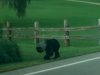 Bear, trouble, animals, pollution, rescue, nature,
