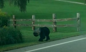 Bear, trouble, animals, pollution, rescue, nature,