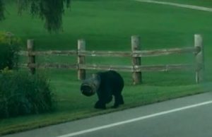 Bear, trouble, animals, pollution, rescue, nature,