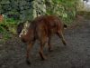 cats, dogs, animals, story, friends, trending,