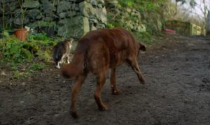 cats, dogs, animals, story, friends, trending,